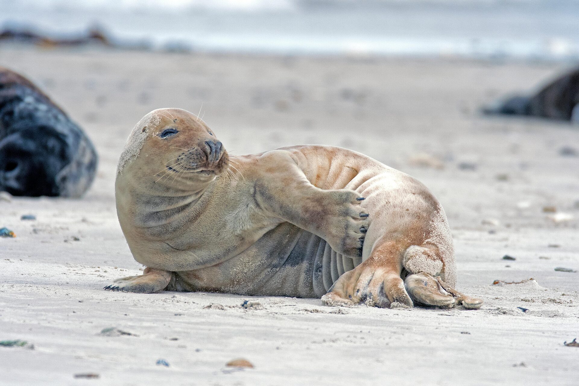 Kegelrobbe am Strand